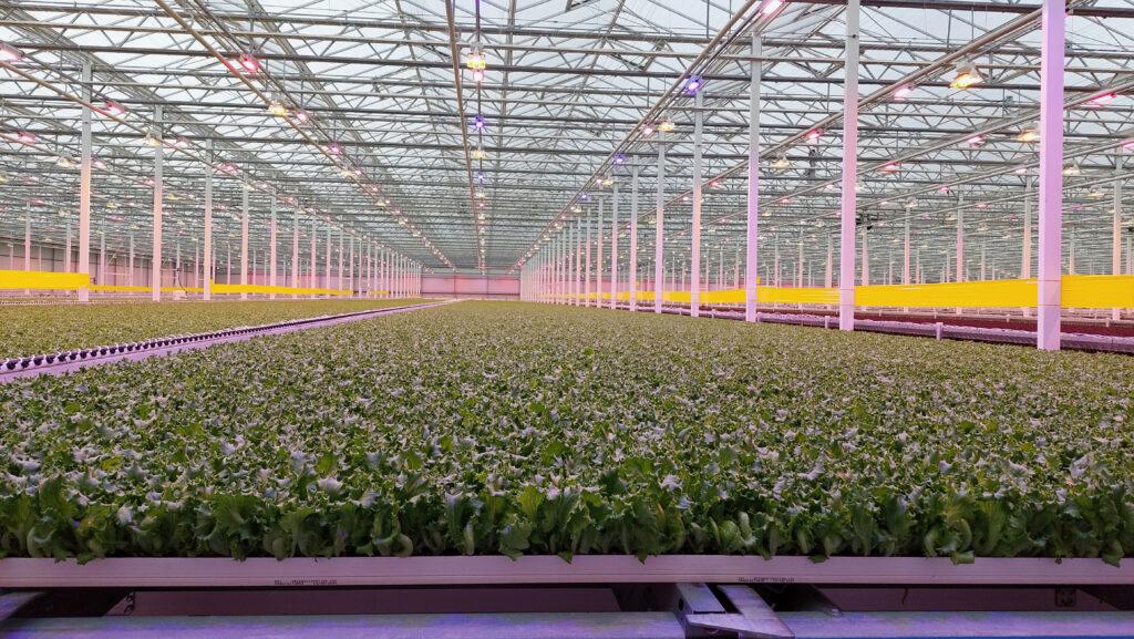 LittLittle Leaf Farms Phase II Green Automation